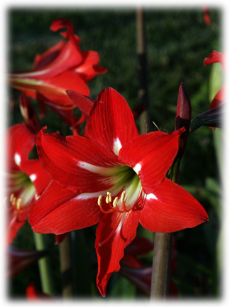 Image of Hippeastrum 'Hardy Sonatini MIX'