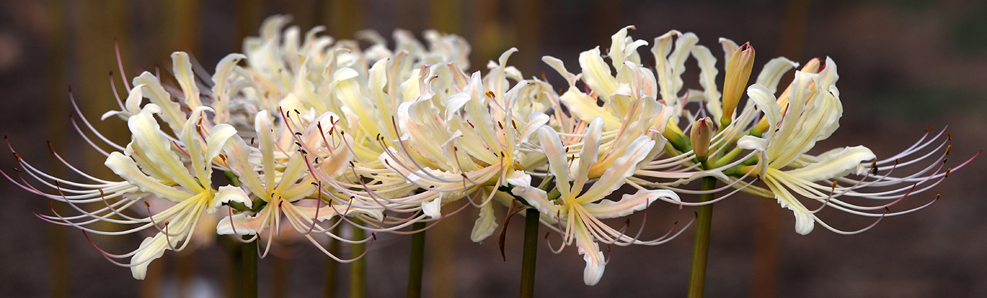 Lycoris houdyshelii