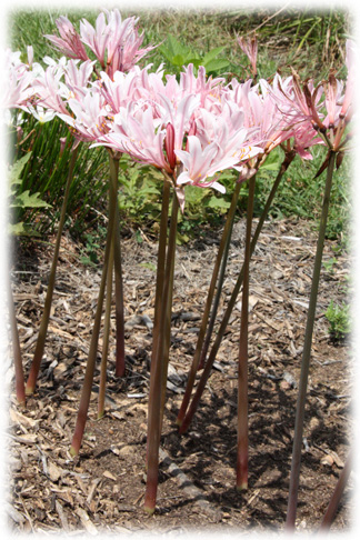 <i>Lycoris incarnata</i>